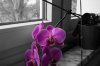 Orchidee 2.jpg