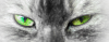 Donna_green.png