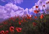 mohn1.jpg