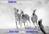 zebraskiel1.jpg