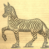 EquusQuagga