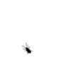 Equiferus