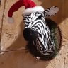 Hollandzebra