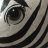 Equus Quagga