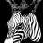 Don Zebra