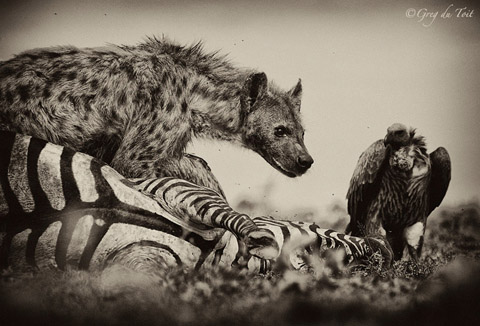 gdt-hyena-vulture-zebra-kill.jpg